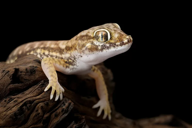 إبادة الأبراص