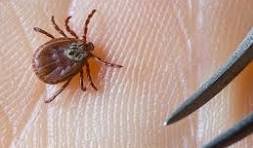 إبادة القراد