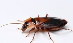 إبادة البراغيث